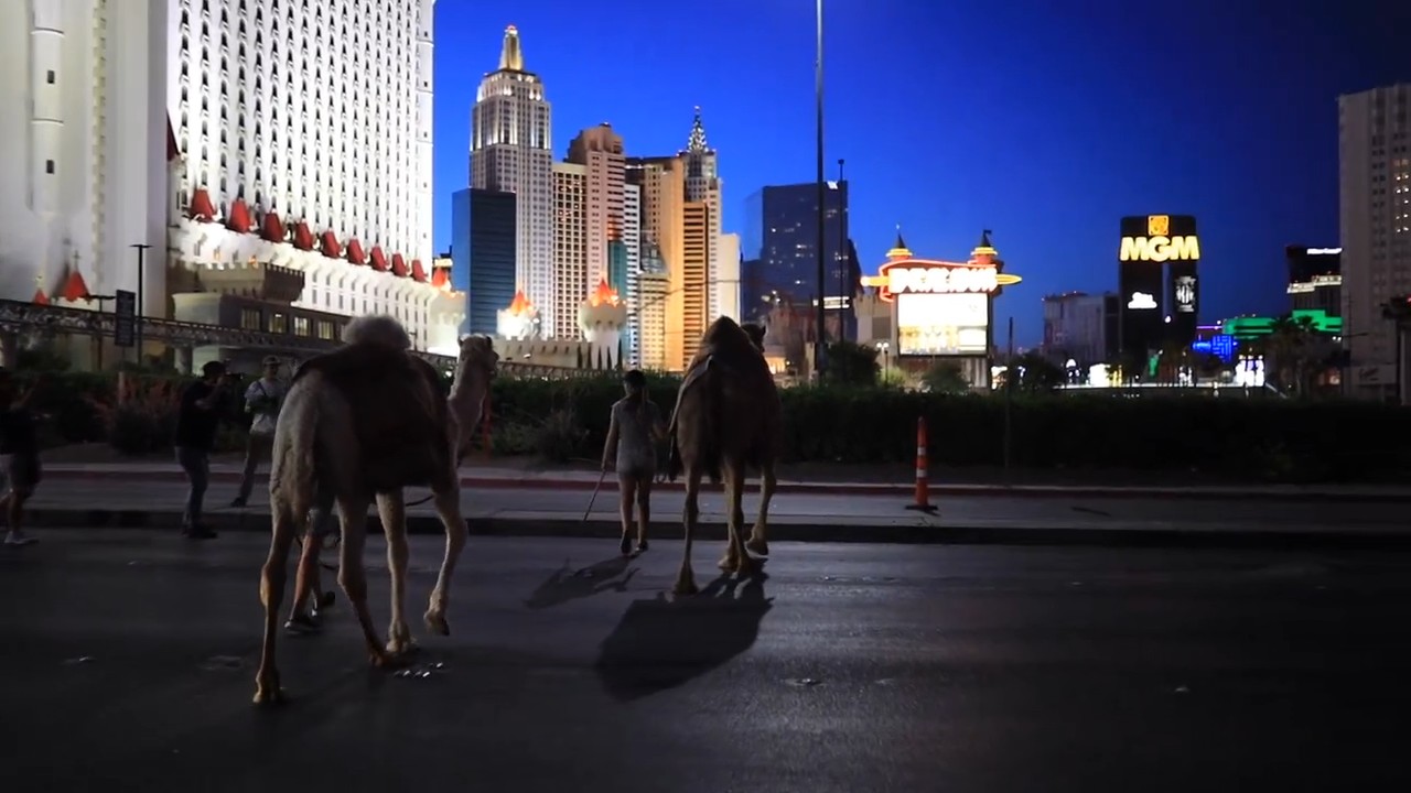 Camels on the Las Vegas Strip